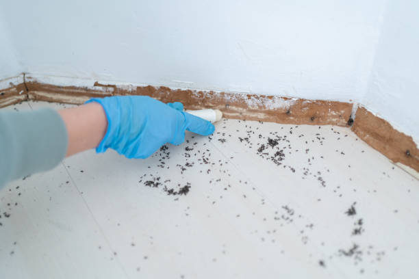 Reliable Deerfield, MI Pest Control Solutions